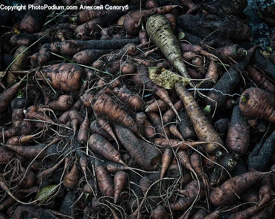 Food, Seafood, Ground, Soil