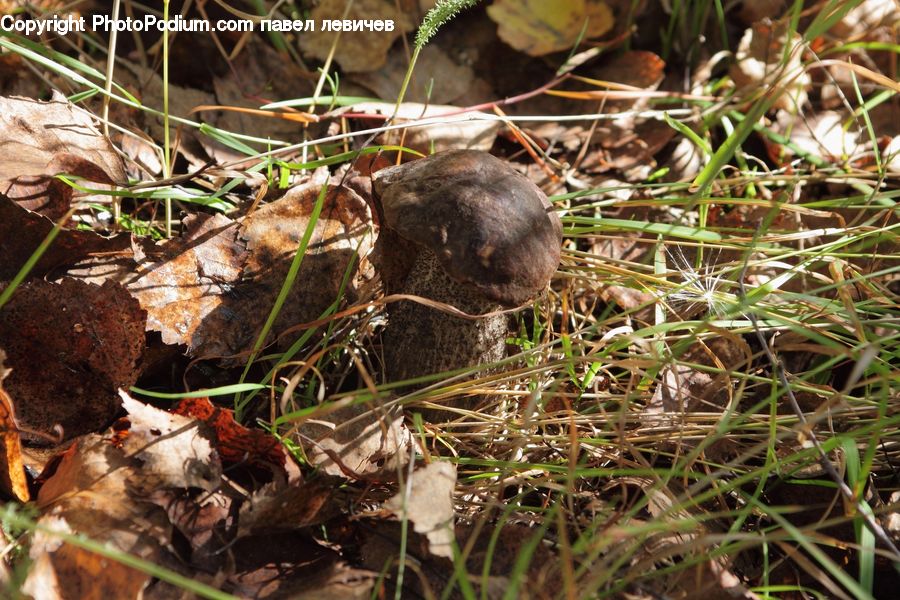 Agaric, Amanita, Fungus, Mushroom, Plant, Animal, Mole