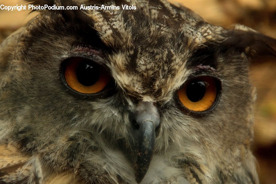 Bird, Owl, Wildlife, Beak, Buzzard, Harrier, Hawk