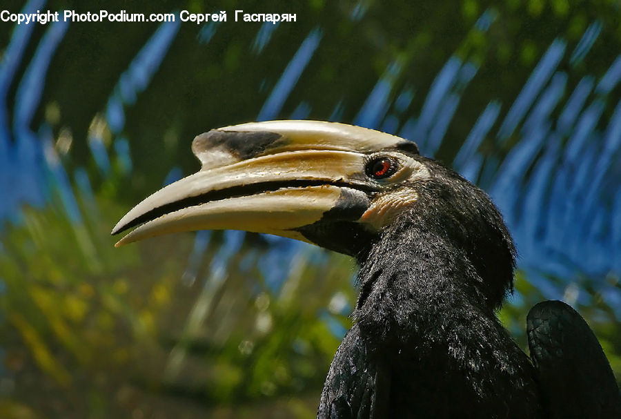 Bird, Cormorant, Waterfowl, Beak