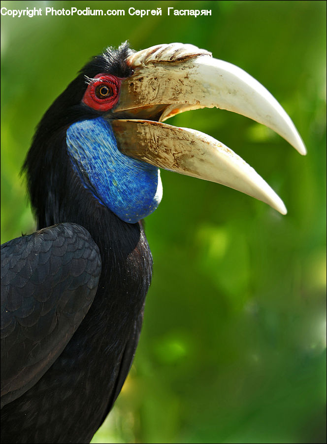 Beak, Bird