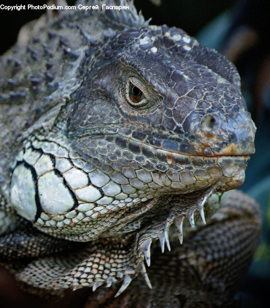 Iguana, Lizard, Reptile, Tortoise, Turtle, Pebble