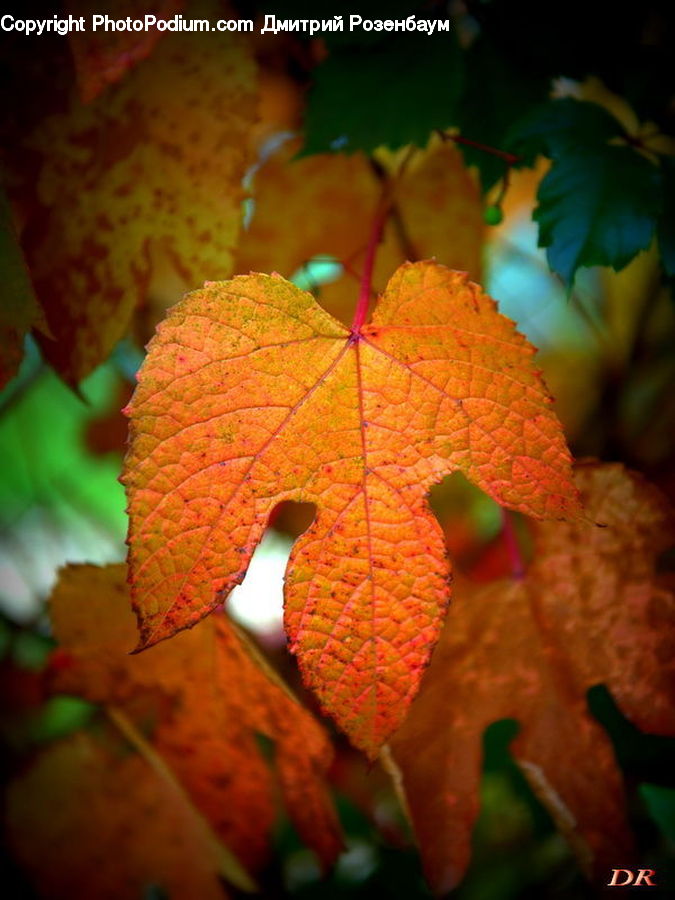 Veins, Maple, Maple Leaf, Plant, Fruit, Grapes, Vine