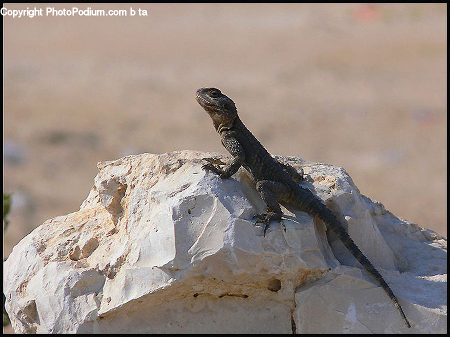 Lizard, Reptile, Bird, Grouse, Ptarmigan, Iguana