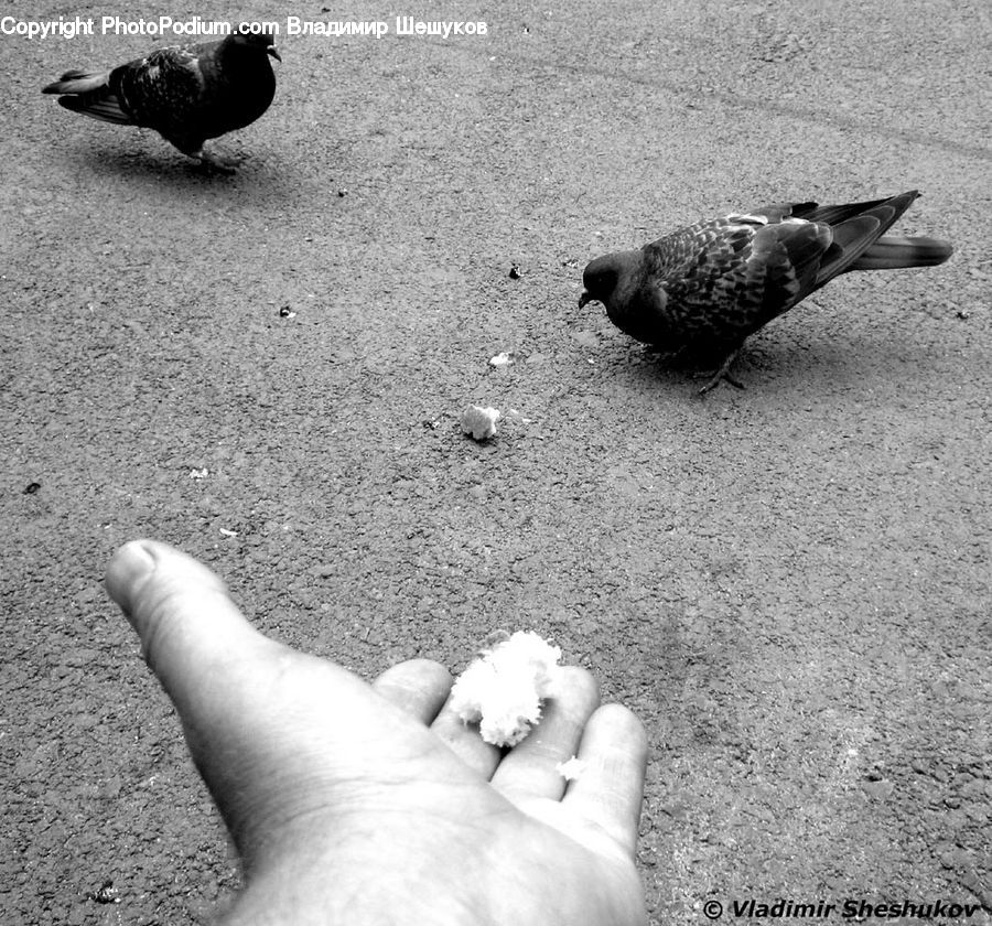 Bird, Pigeon, Outdoors, Sand, Soil, Dove, Asphalt