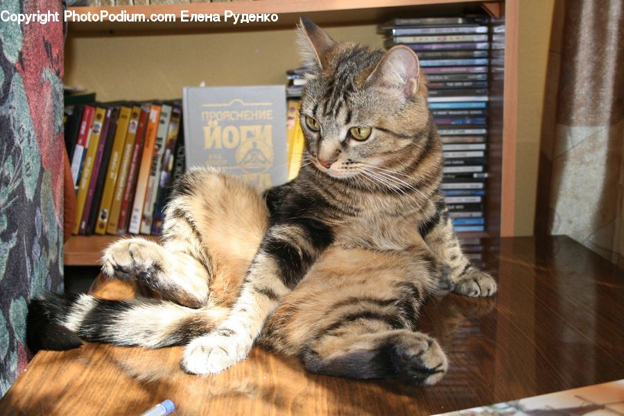 Animal, Cat, Mammal, Pet, Abyssinian, Book, Text