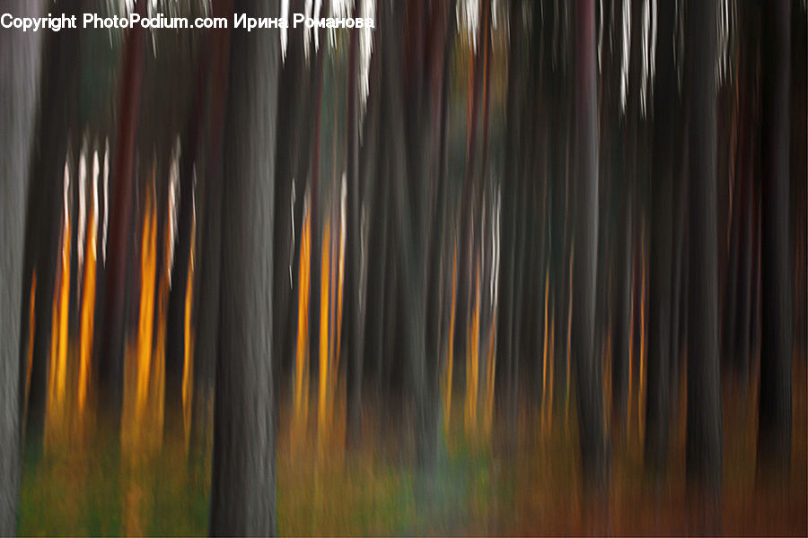 Wood, Forest, Vegetation, Field, Grass, Grassland, Plant
