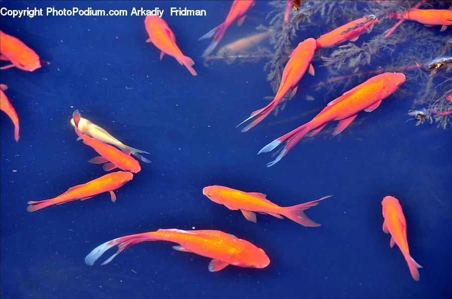 Carp, Fish, Goldfish, Sea Life, Koi, Aquarium, Aquatic
