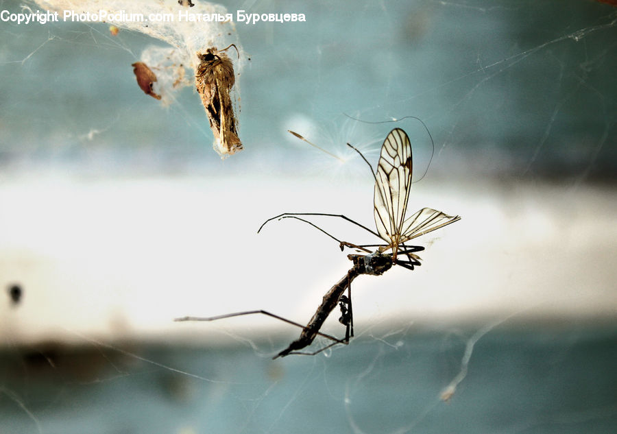 Arachnid, Garden Spider, Insect, Invertebrate, Spider, Mosquito, Black Widow