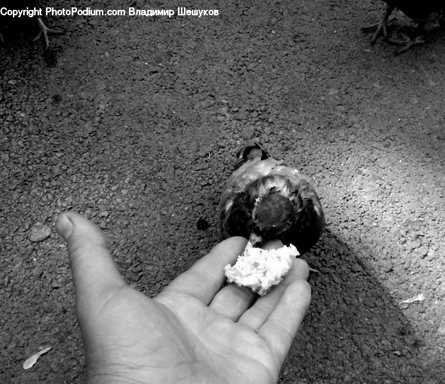 Bird, Pigeon, Rock, Food, Outdoors, Sand, Soil