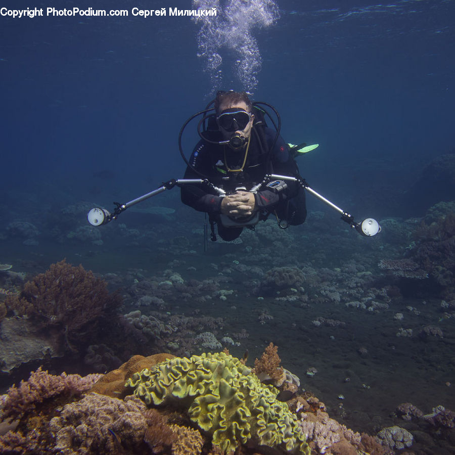 Coral Reef, Outdoors, Reef, Sea, Sea Life, Water, Diver