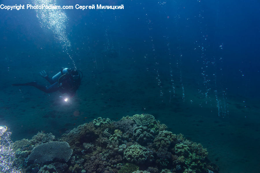 Coral Reef, Outdoors, Reef, Sea, Sea Life, Water, Diver