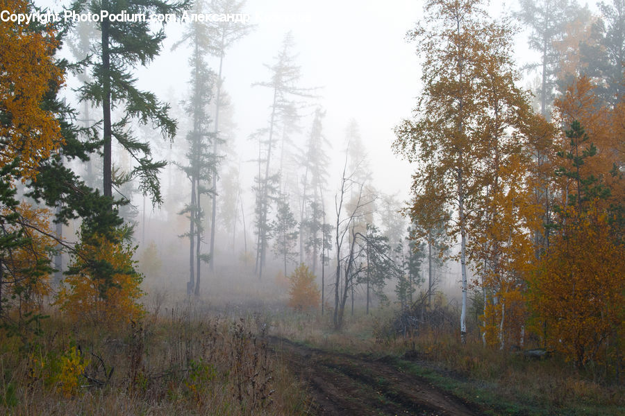 Dirt Road, Gravel, Road, Fog, Forest, Vegetation, Conifer