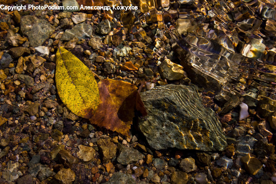Ground, Soil, Crawling, Rock, Asphalt, Tarmac, Blossom