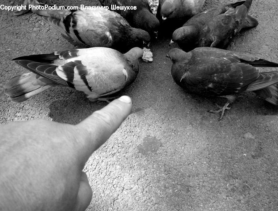 Bird, Pigeon, Asphalt, Tarmac, Rock