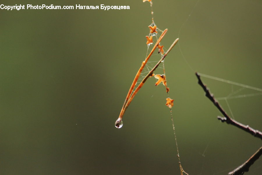 Arachnid, Garden Spider, Insect, Invertebrate, Spider, Field, Grass