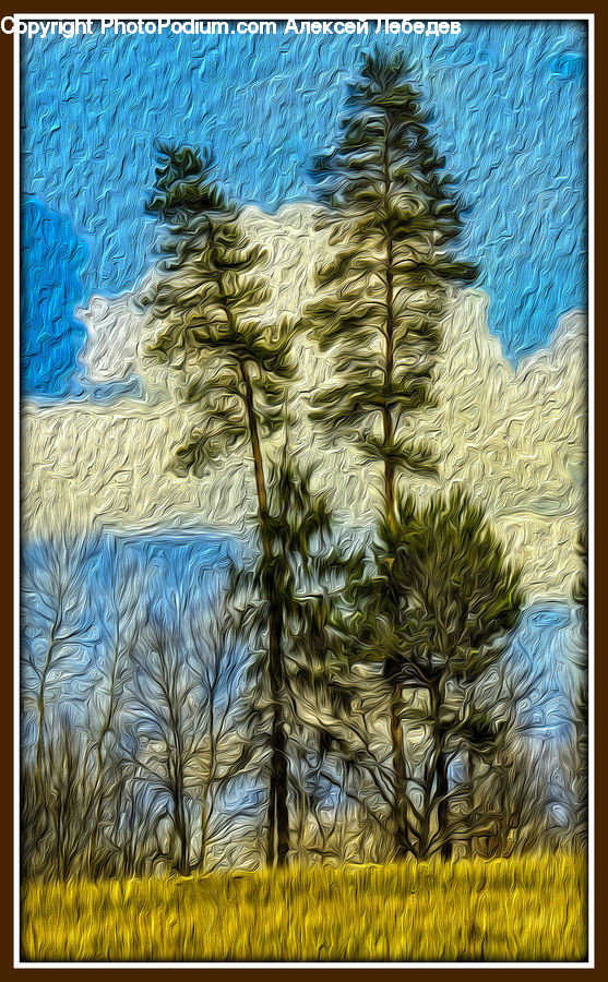Conifer, Larch, Tree, Wood, Fir, Plant, Field
