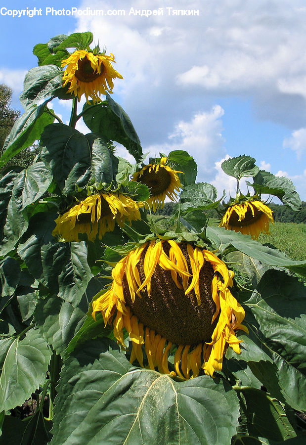Blossom, Flora, Flower, Plant, Sunflower, Produce, Vegetable