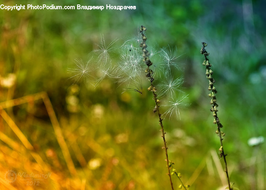Arachnid, Garden Spider, Insect, Invertebrate, Spider, Field, Grass