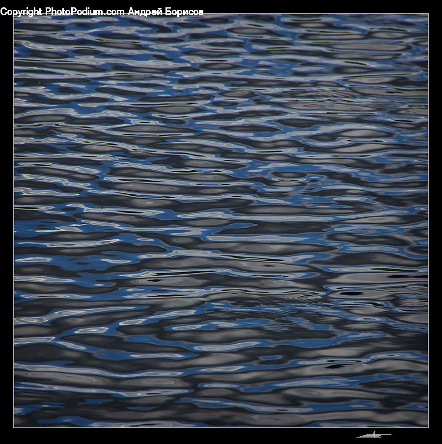 Outdoors, Ripple, Water, Fish, Herring, Sardine, Sea Life