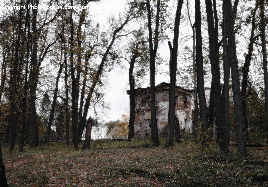 Ruins, Forest, Vegetation, Grove, Land, Oak, Tree