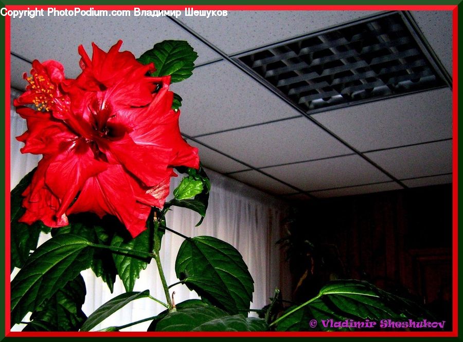Blossom, Flora, Flower, Geranium, Plant, Ivy, Vine