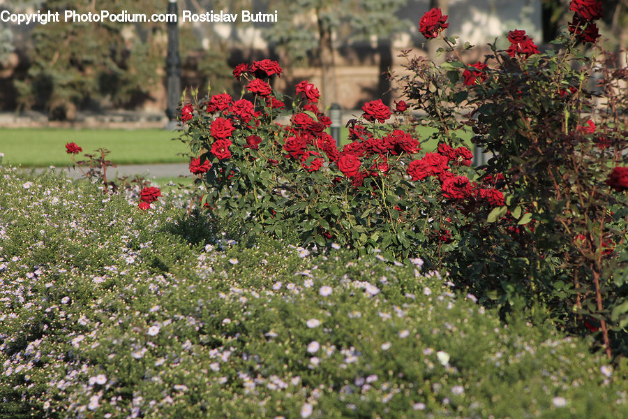 Plant, Potted Plant, Blossom, Flora, Flower, Geranium, Bush