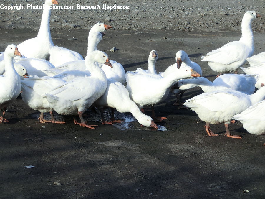 Bird, Goose, Waterfowl, Duck, Teal, Beak, Seagull