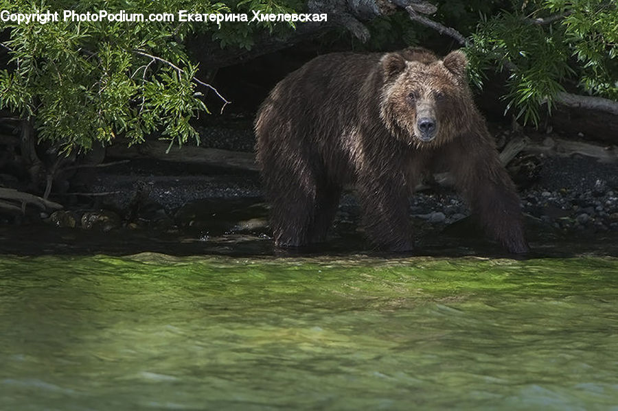 Animal, Bear, Mammal, Conifer, Plant, Tree, Wood
