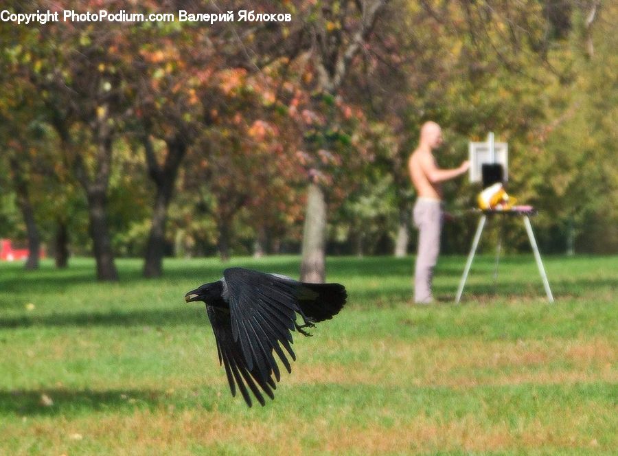 Bird, Blackbird, Crow, Backyard, Yard, Outdoors
