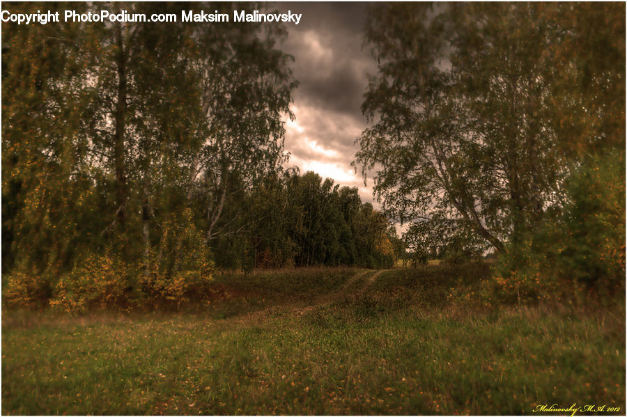 Field, Grass, Grassland, Land, Outdoors, Dirt Road, Gravel