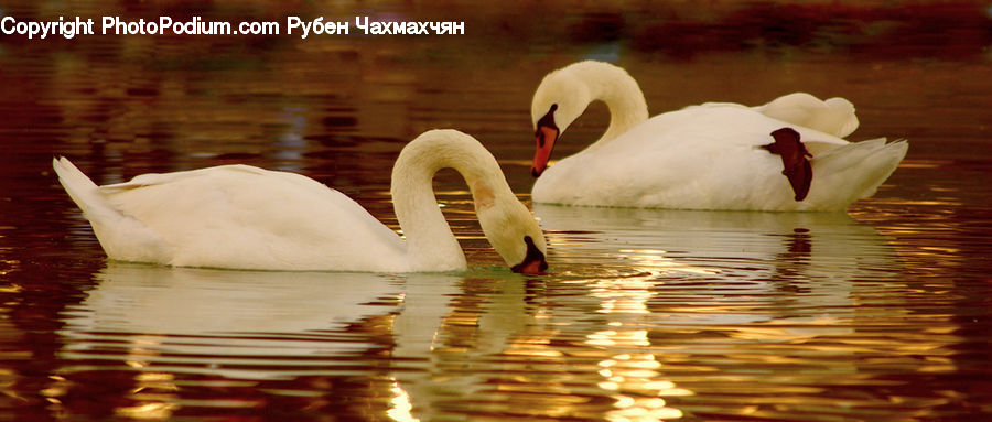 Bird, Swan, Waterfowl, Beak, Banana, Fruit, Outdoors