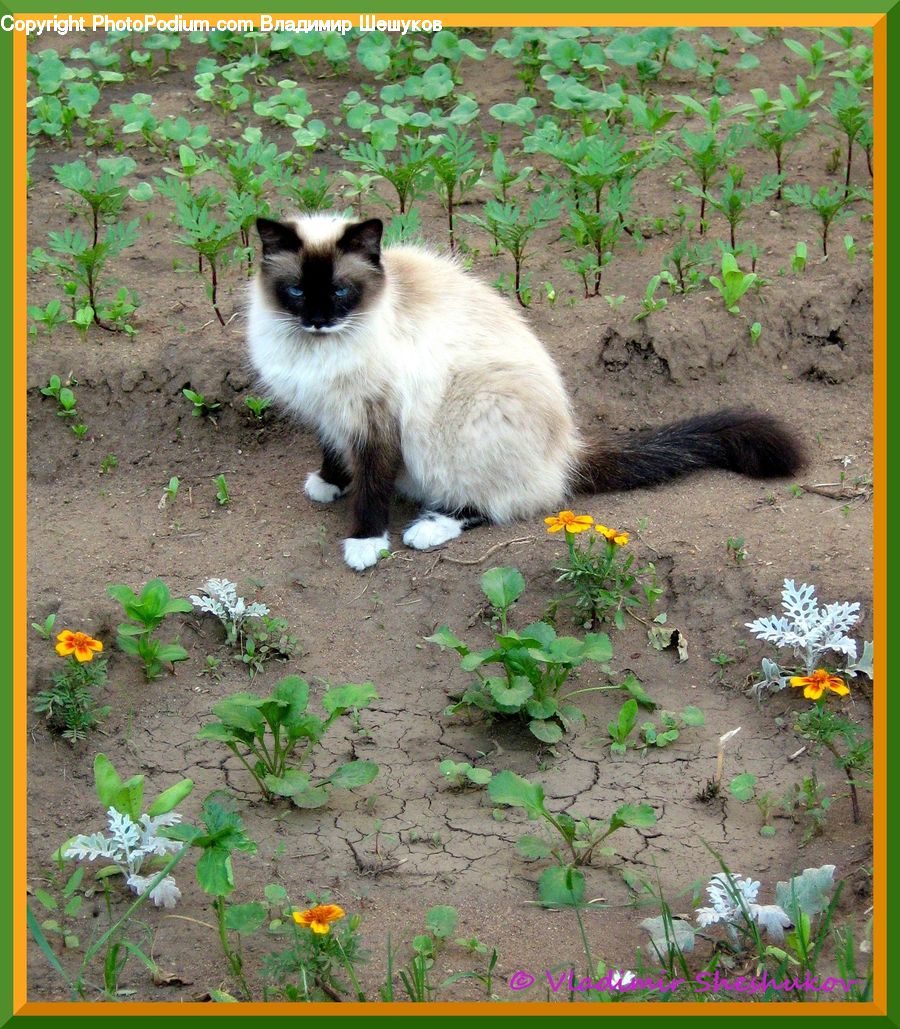 Animal, Cat, Pet, Siamese, Fern, Plant, Herbal