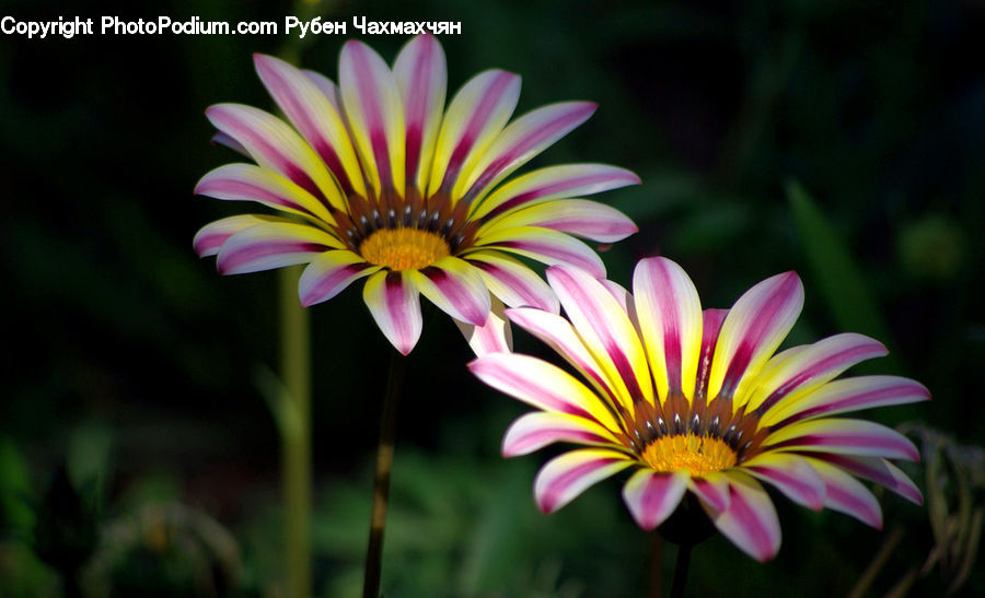 Asteraceae, Blossom, Flora, Flower, Plant, Aster, Daisies