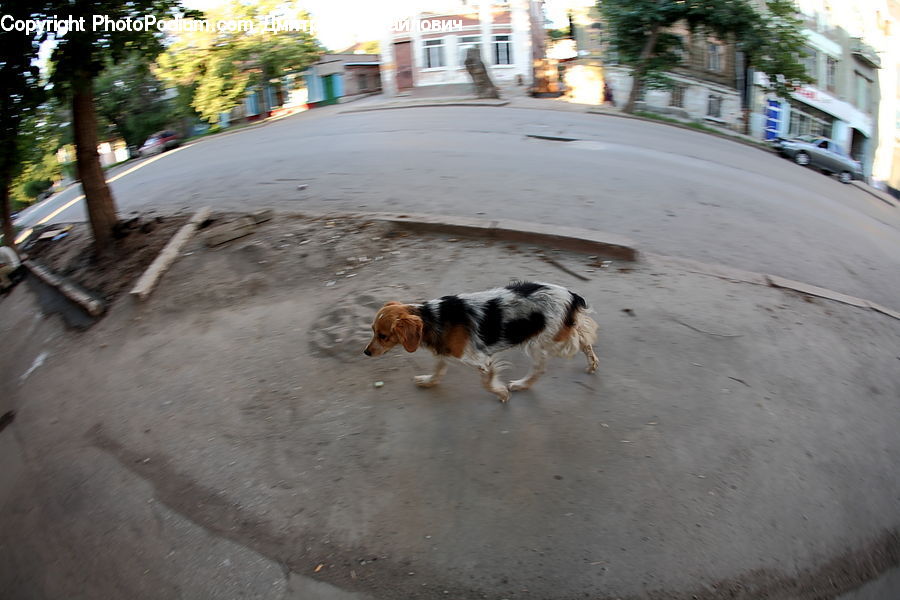 Animal, Beagle, Canine, Dog, Hound, Mammal, Pet
