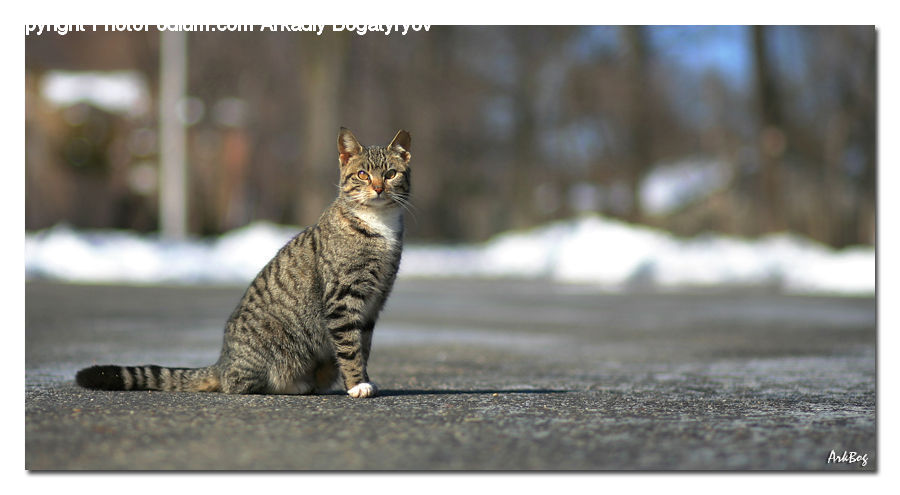 Animal, Cat, Mammal, Pet, Abyssinian, Kitten