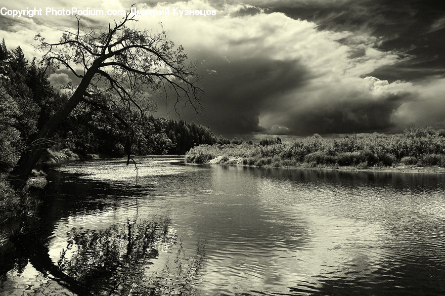 Outdoors, Ripple, Water, Forest, Grove, Land, Vegetation
