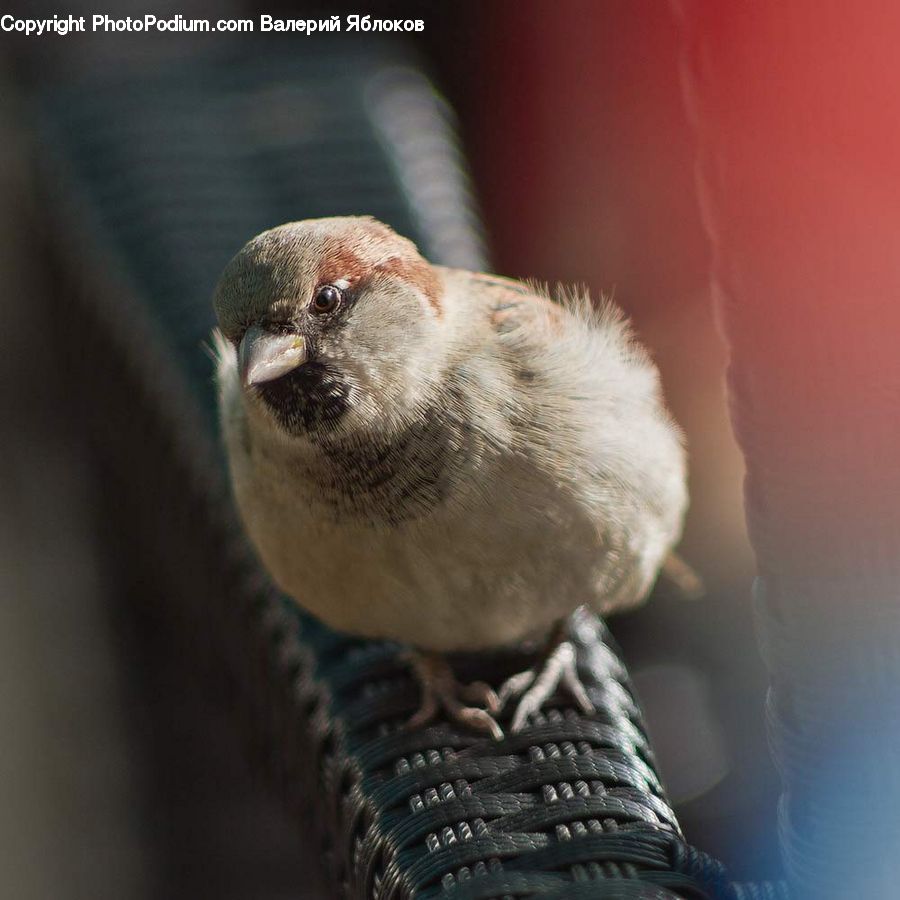 Bird, Finch, Blue Jay, Bluebird, Jay, Beak