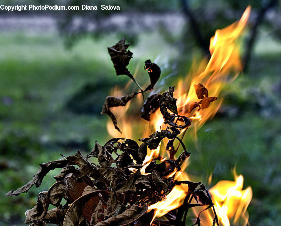 Fire, Flame, Bird, Blackbird, Butterfly, Insect, Monarch