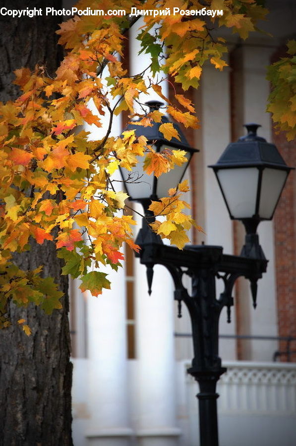 Lantern, Maple, Tree, Wood, Plant, Vine, Maple Leaf