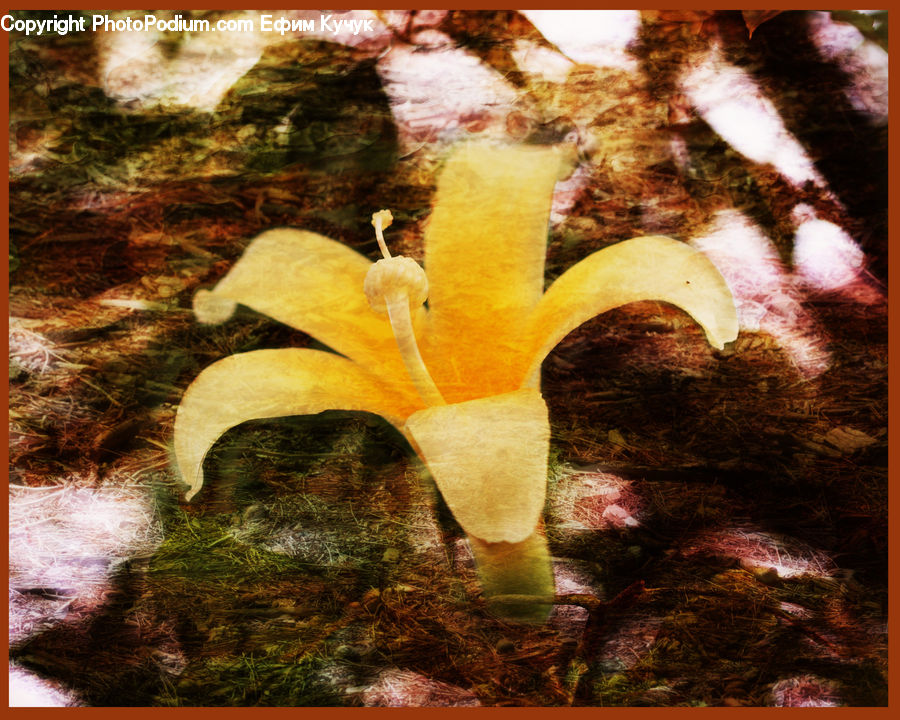 Blossom, Flora, Flower, Plant, Moss, Geranium, Maple