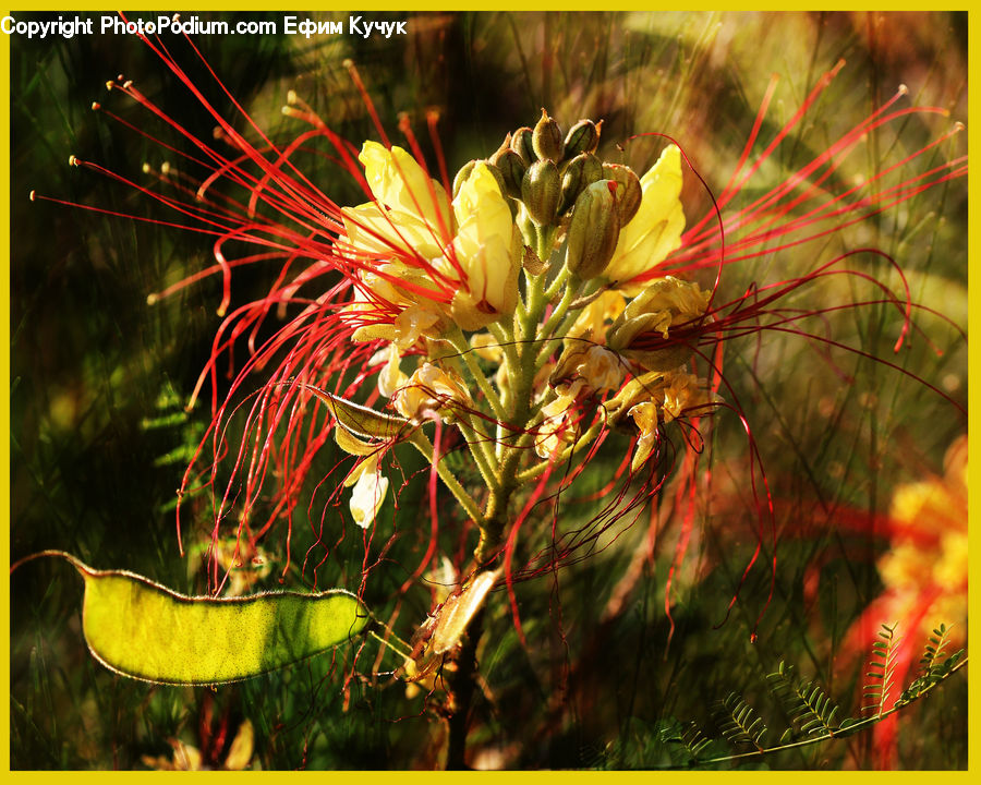 Blossom, Flora, Flower, Plant, Geranium, Art, Modern Art