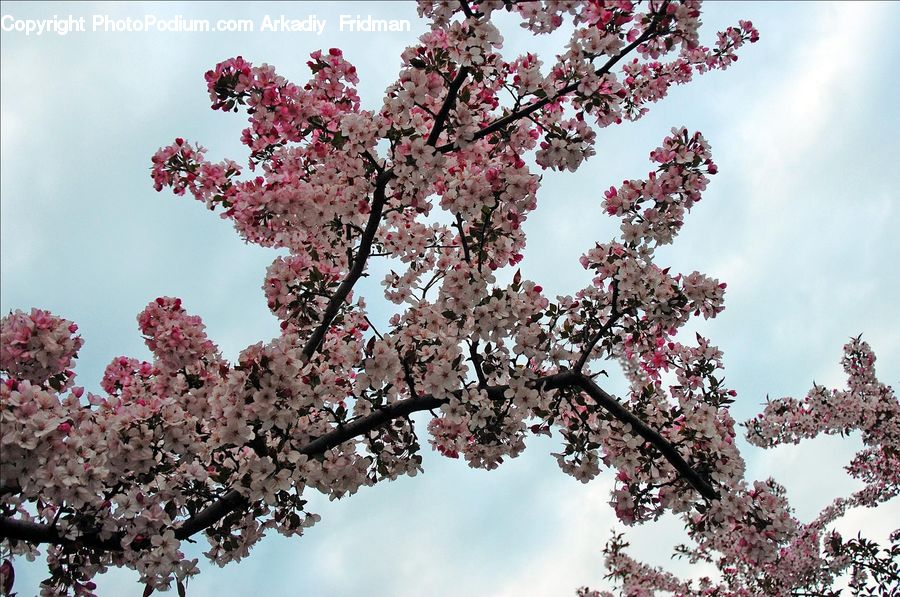 Blossom, Flora, Flower, Plant, Cherry Blossom, Lilac, Petal