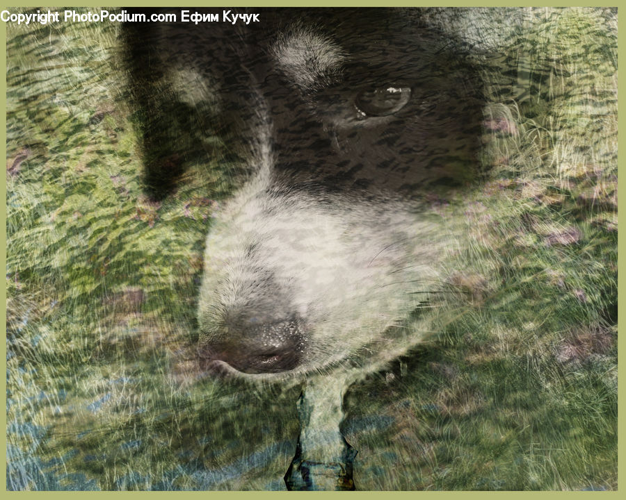 Animal, Boar, Hog, Mammal, Pig, Canine, Dog