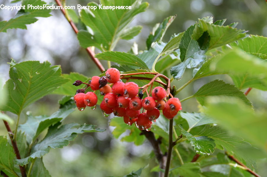 Fruit, Raspberry, Grapes, Plant, Cherry, Vine, Blossom