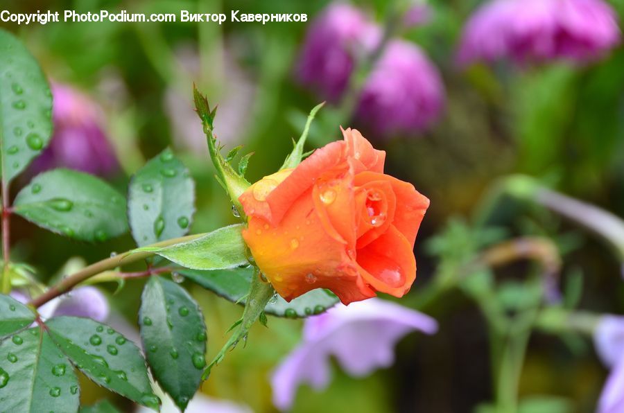 Blossom, Flora, Flower, Plant, Aquilegia, Carnation, Geranium