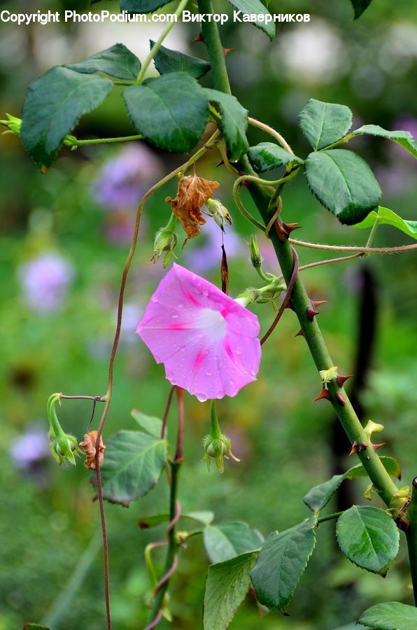 Plant, Blossom, Flora, Flower, Geranium, Vine, Ivy