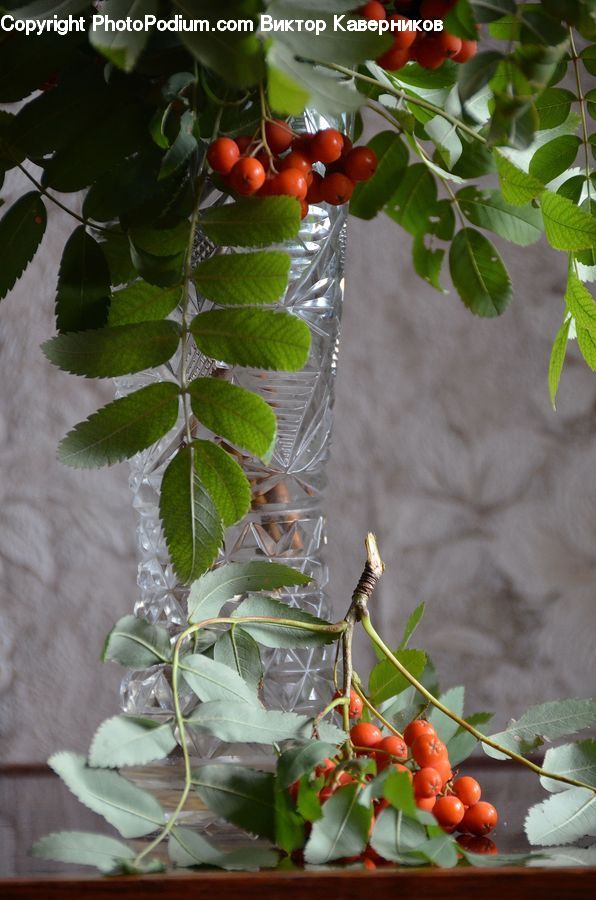 Plant, Potted Plant, Fruit, Floral Design, Flower, Flower Arrangement, Flower Bouquet