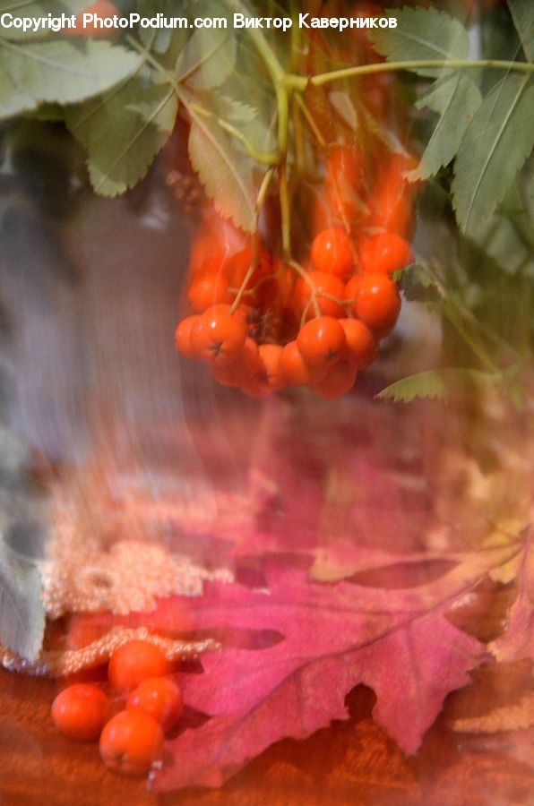 Carrot, Root, Vegetable, Produce, Fruit, Plant, Market