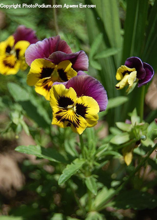 Blossom, Flora, Flower, Plant, Tulip, Pansy, Geranium